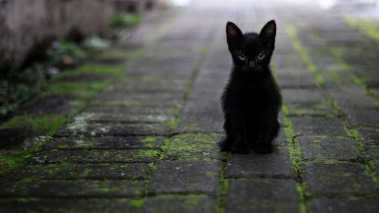 inspirativa napuštene životinje