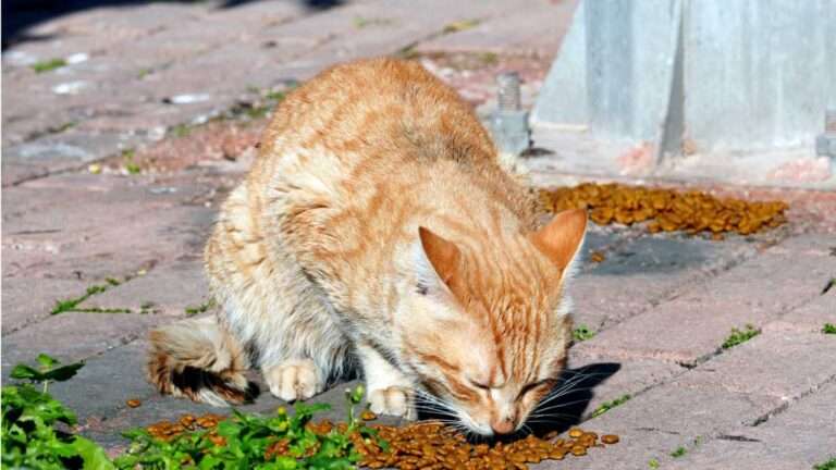 napuštene životinje pomoć udomljavanje